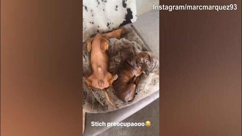 Casa Marquez, Moto Gp in tv: l'interesse del cane non è molto alto...