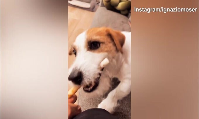 Ignazio Moser, che lotta con il cane!