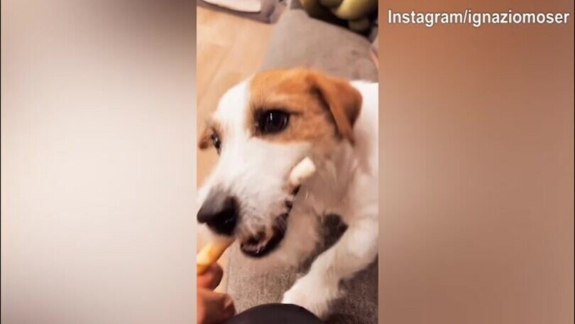Ignazio Moser, che lotta con il cane!