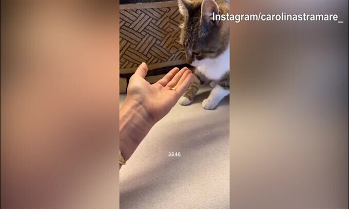 Carolina Stramare, tante coccole al gatto!