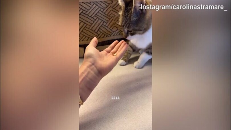 Carolina Stramare, tante coccole al gatto!