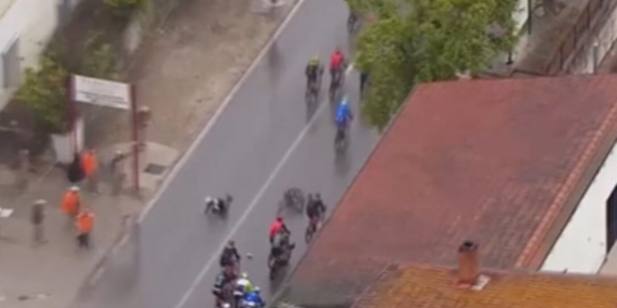 Evenepoel, caduta al Giro d'Italia per colpa di un cane!