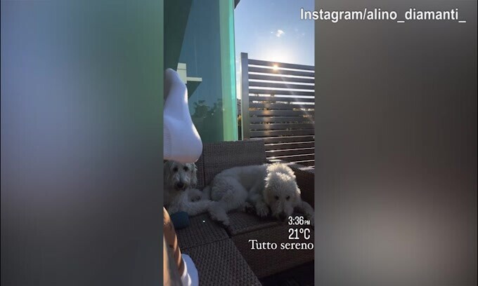 Alessandro Diamanti, lunedì pomeriggio in compagnia dei cani