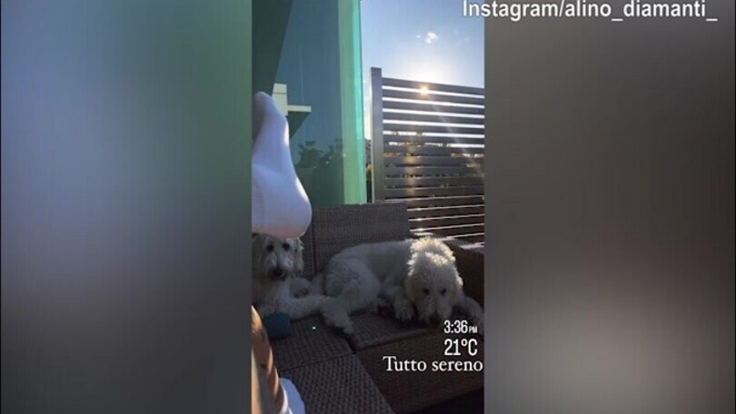 Alessandro Diamanti, lunedì pomeriggio in compagnia dei cani