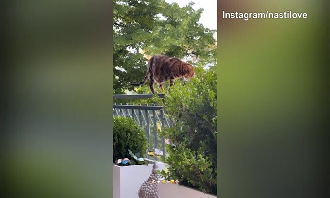 Casa Nasti, tra cane e gatto è scoppiata...la "guerra"