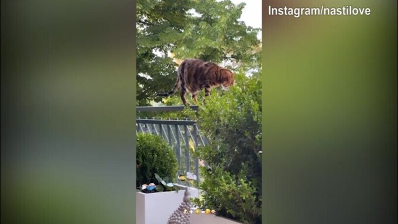 Casa Nasti, tra cane e gatto è scoppiata...la "guerra"