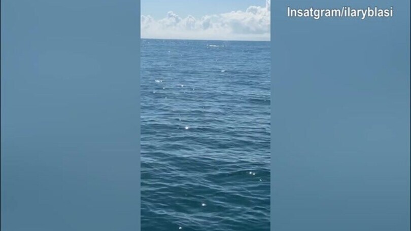 Ilary Blasi e Bastian Muller, vacanze in compagnia delle...balene!