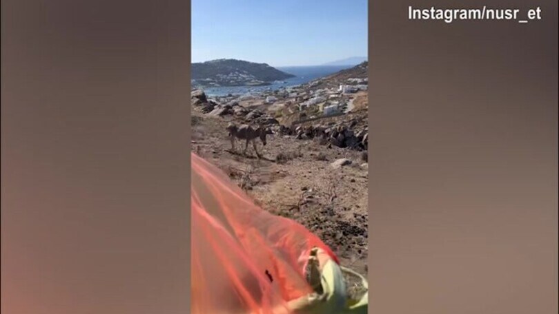 Niente carne per Nusr-Et: oggi è alle prese con...gli animali