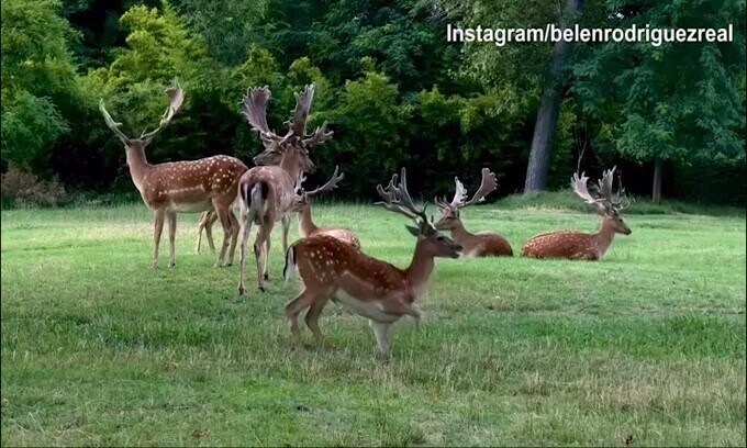 Belen pubblica un video dei cervi: il destinatario è De Martino?
