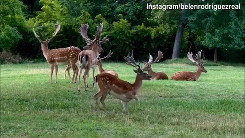 Belen pubblica un video dei cervi: il destinatario è De Martino?
