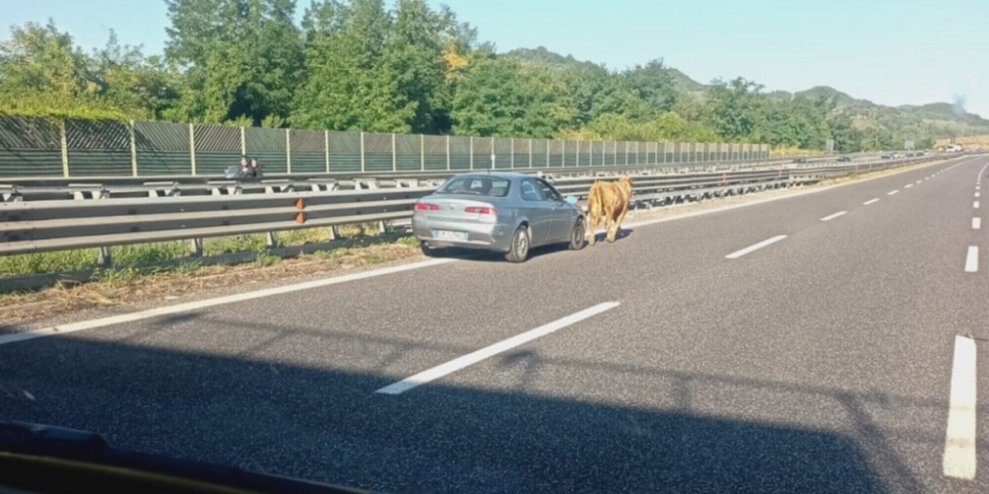 Traffico in tilt in autostrada: tutta colpa di... una mucca!