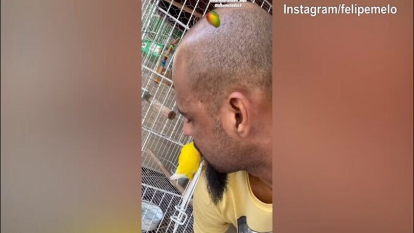 Felipe Melo, momenti di tenerezza con...il pappagallo