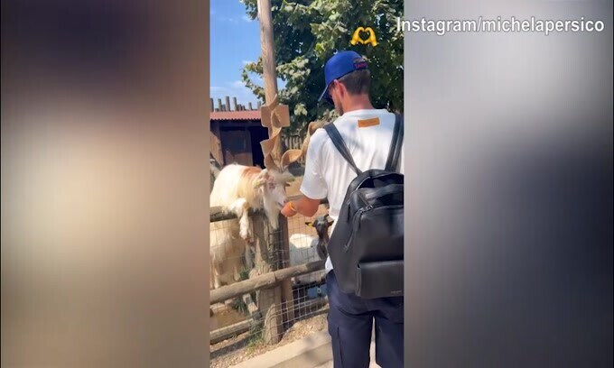 Juve: ecco Persico e Rugani, tra pecore e...capre