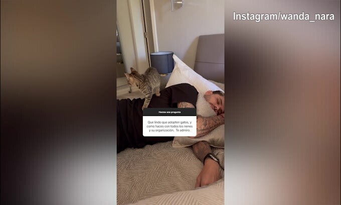 Icardi-Nara, ecco il rapporto con i gatti