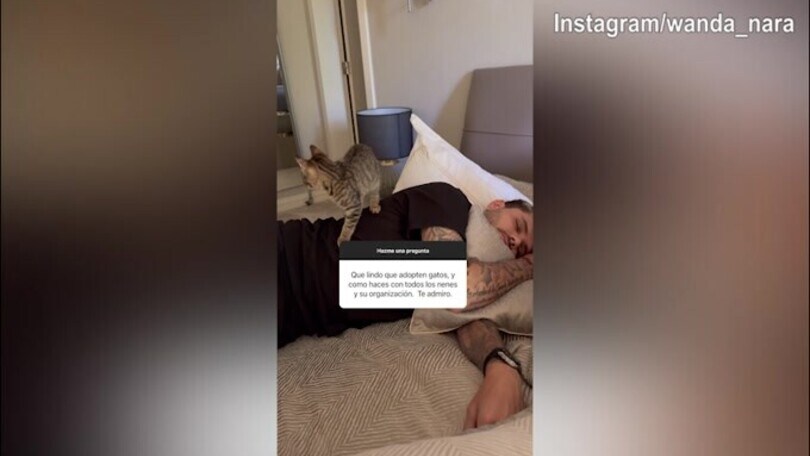 Icardi-Nara, ecco il rapporto con i gatti