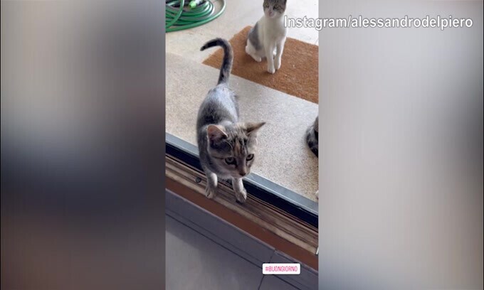 Quanti gatti intorno ad Alex Del Piero
