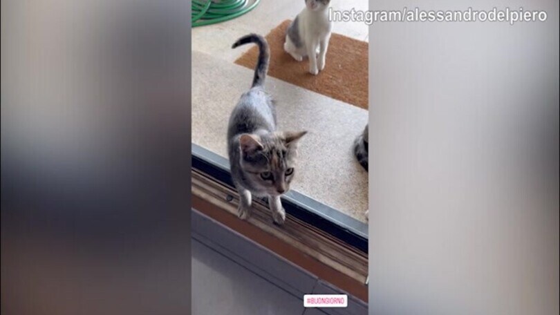 Quanti gatti intorno ad Alex Del Piero
