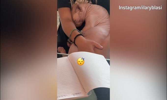 Alfio dorme, guai a svegliarlo...