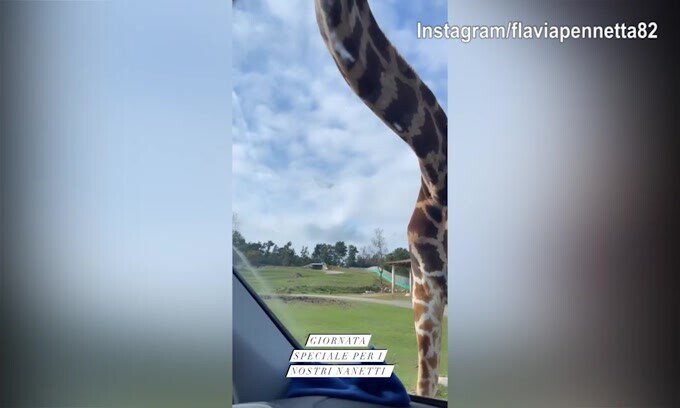 Fognini e Pennetta, che incontro con le giraffe