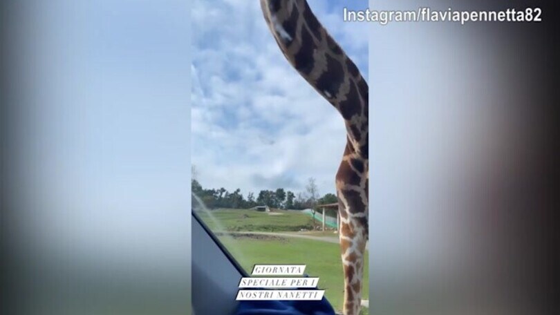 Fognini e Pennetta, che incontro con le giraffe