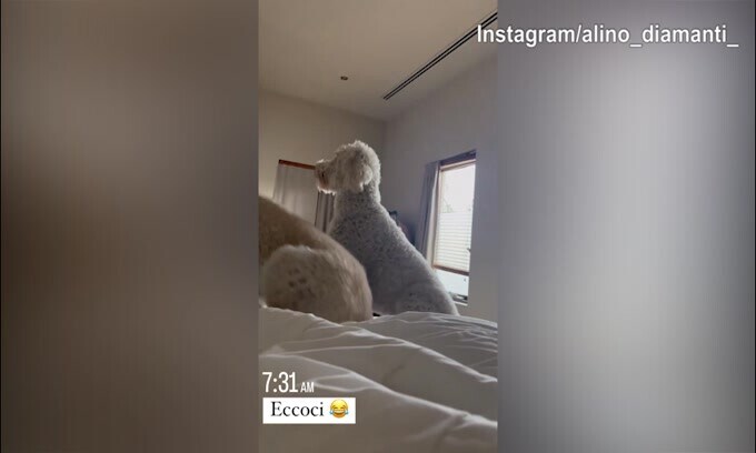 Il buongiorno dei cani per Ale Diamanti