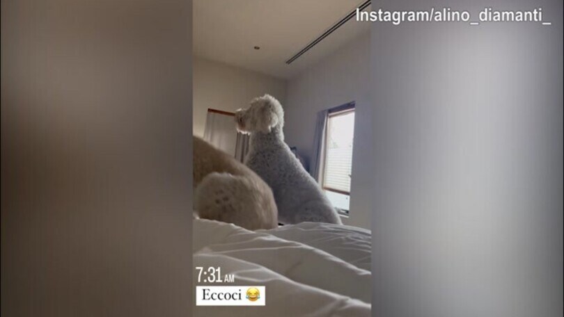 Il buongiorno dei cani per Ale Diamanti