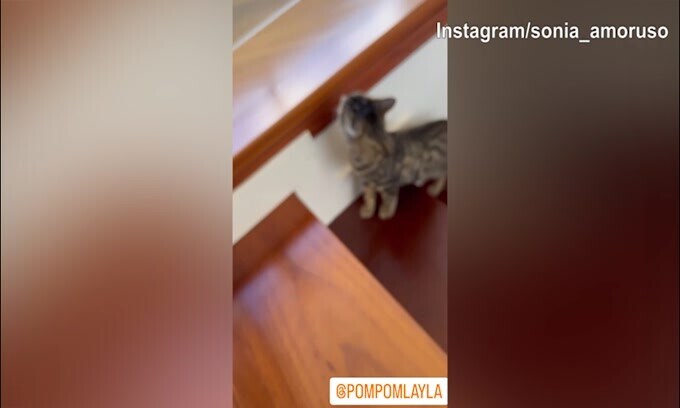 "Battaglia" tra gatti in casa Del Piero-Amoruso