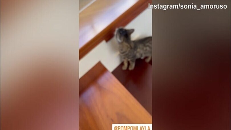 "Battaglia" tra gatti in casa Del Piero-Amoruso