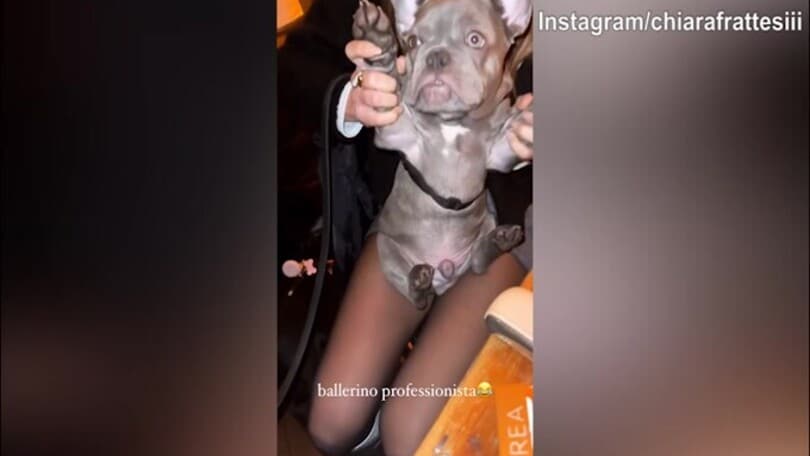 Un ballerino a quattro zampe? Esiste...è il cane di Chiara Frattesi
