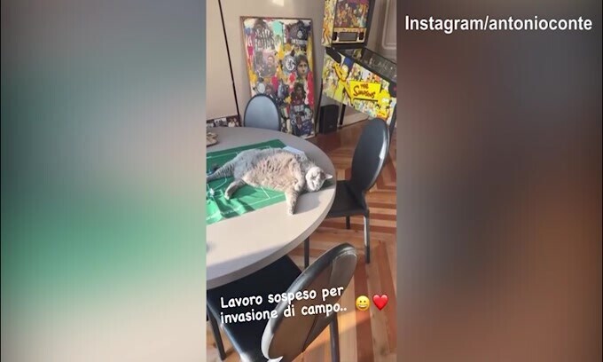"Invasione di campo": un gatto sospende il lavoro di Antonio Conte