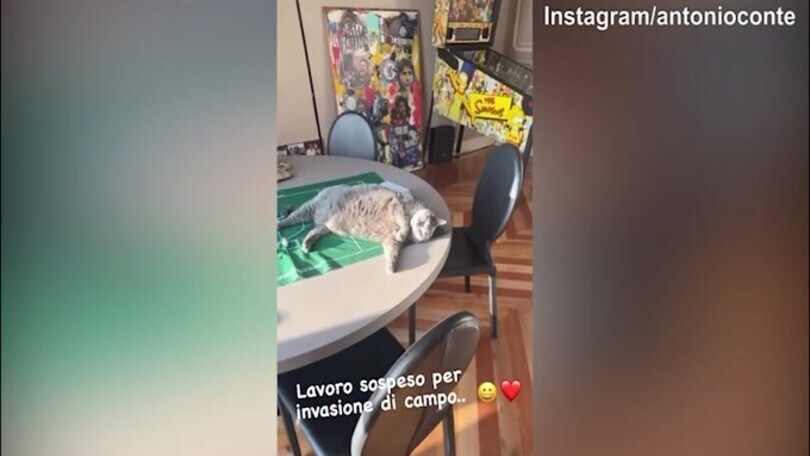 "Invasione di campo": un gatto sospende il lavoro di Antonio Conte