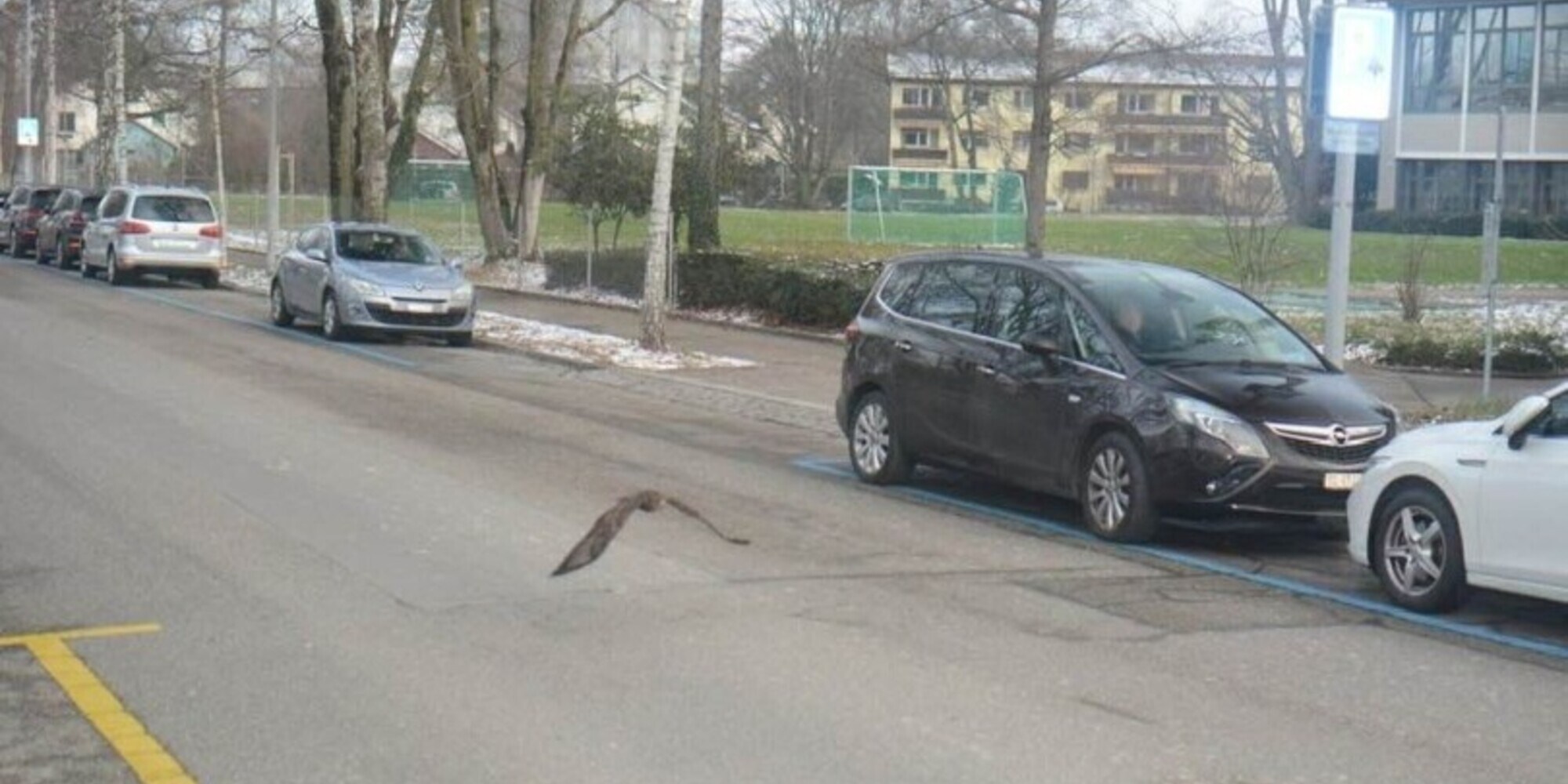 Beccato oltre il limite dall'autovelox: il trasgressore...è un uccello