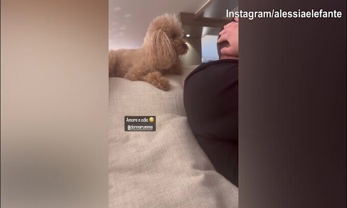 Il cane non gradisce il relax di Gigio Donnarumma