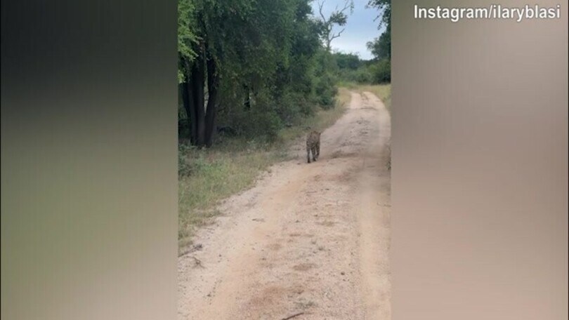 Sudafrica, ghepardi ed elefanti nella nuova giornata di Ilary Blasi