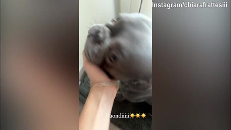 Il buongiorno di Chiara Frattesi ed il suo cane