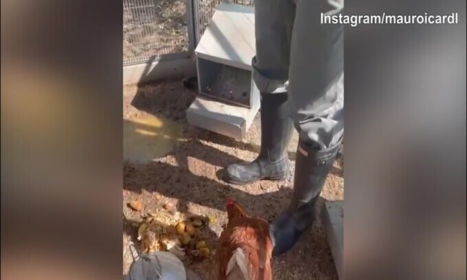 Icardi a Milano: l'impegno è con...le galline