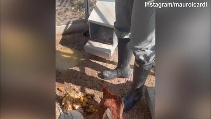 Icardi a Milano: l'impegno è con...le galline