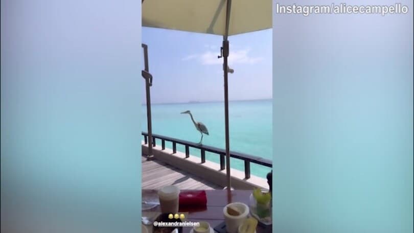 Alice Campello, lo spettacolo delle Maldive è mozzafiato