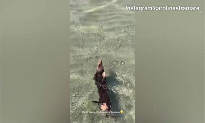 Sole, acqua e relax: il cane di lady Pellegri si gode la giornata