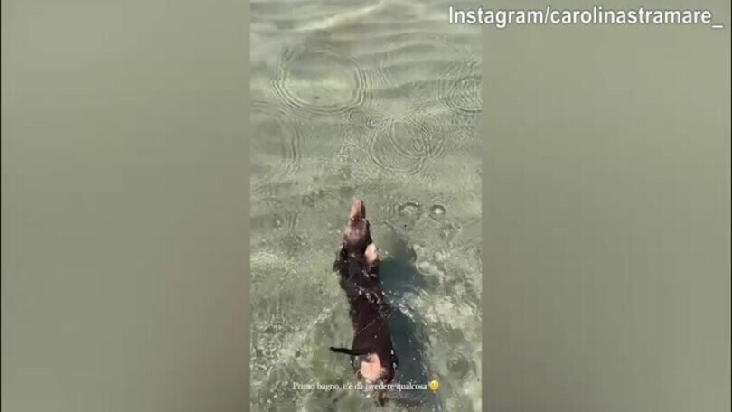 Sole, acqua e relax: il cane di lady Pellegri si gode la giornata