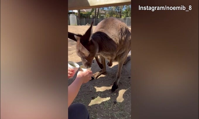 Noemi Bocchi, giornata in Australia con gli animali..