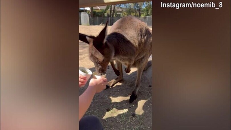 Noemi Bocchi, giornata in Australia con gli animali..