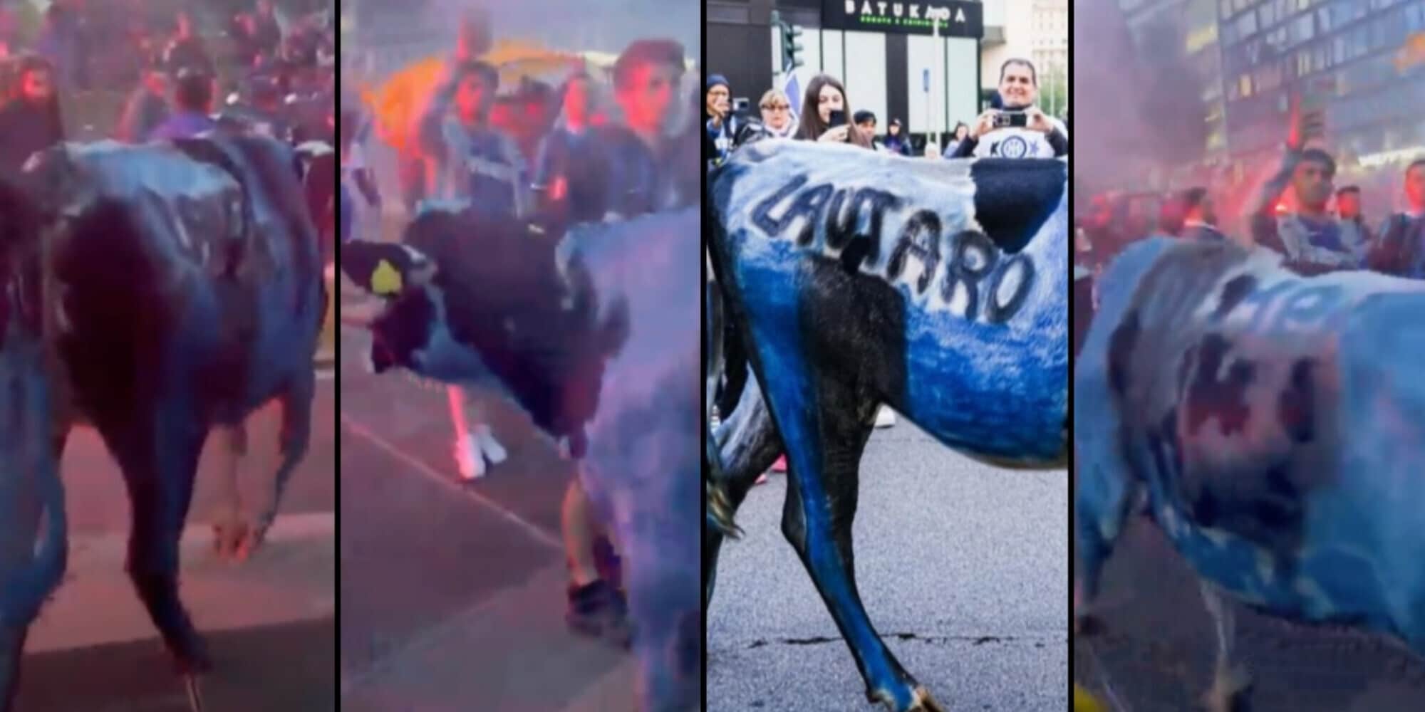 Festa Inter nello scandalo: mucca dipinta e costretta a vagare nel corteo