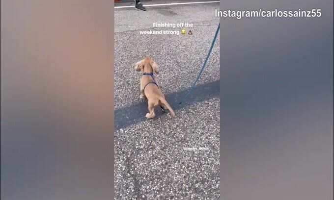F1, Gp Imola: Leclerc conclude il weekend raccogliendo...i bisogni del cane