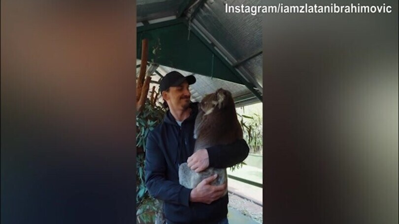 Ibrahimovic in versione tenero? Esiste per davvero...