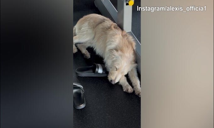 Sanchez lavora in palestra con un amico..."speciale"