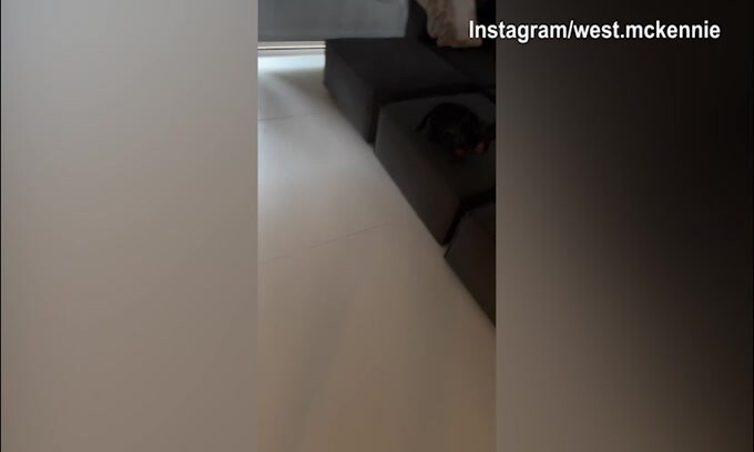Juventus, McKennie torna a casa: il suo cane impazzisce...
