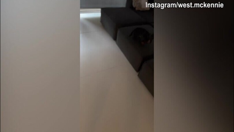 Juventus, McKennie torna a casa: il suo cane impazzisce...