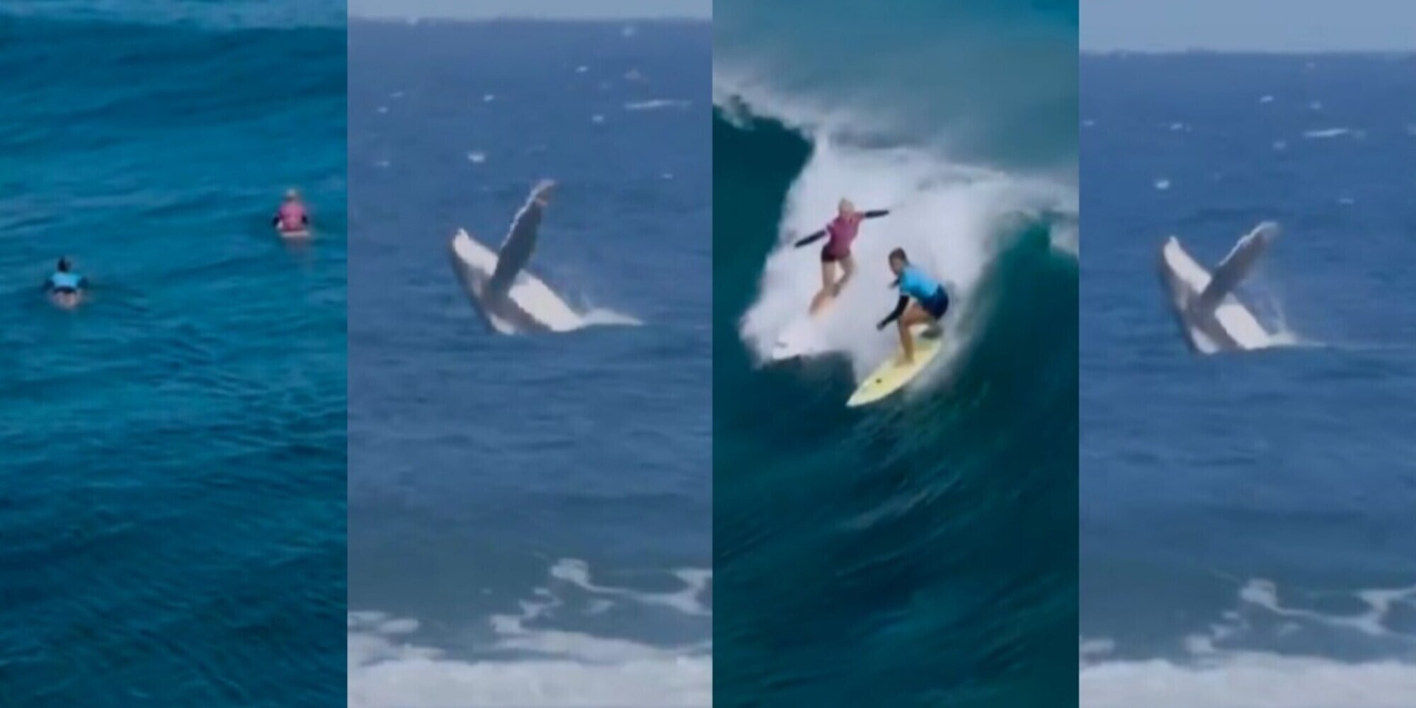 Olimpiadi, una balena spunta dall'acqua durante la gara di surf: cosa è successo