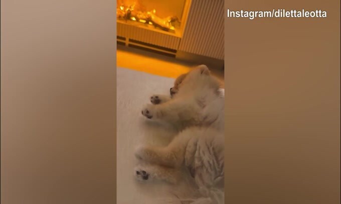 Lillo, ma che fai? La reazione del cane di Diletta è...